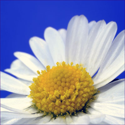 Daisy